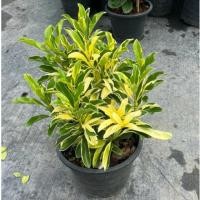 ราคา ต้นแก้วมุกดาด่าง ไม้มงคล ใบสวย ดอกหอม (กระถาง11“) (40753126501)