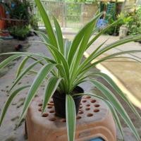 ราคา (ขั้นตำ่2ต้น)เศรษฐีเรือนนอก เศรษฐีเรือนใหญ่ เศรษฐีจักรพรรดิ ส่งแบบเคาะดิน และในถุงดำพร้อมปลูก(แถมทุกออเดอร์นะคะ❤❤) (6663277322)