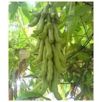 ราคา ถั่วครก หรือถั่วขอ ขายเป็นเมล็ดพันธุ์ 40 เมล็ด (24670934051)