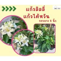 ราคา ขายต้นแก้วลิลลี่ แก้วไต้หวัน ส่งพร้อมกระถาง ดอกหอม กลีบดอกเหมือนดอกลิลลี่ (26181588177)