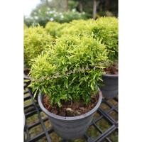 ราคา ต้นเล็บครุฑแคระ ส่งทั้งกระถาง 6 นิ้ว (8970589286)