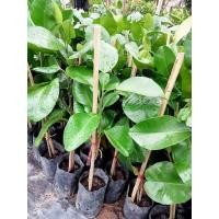 ราคา ส้มโอแดงทับทิมสยามเสียบยอด (11440720385)