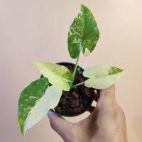 ราคา บอนหูช้างด่างเหลือง ด่างชัด Alocasia gageana aurea variegated บอนหูช้าง (24965014280)