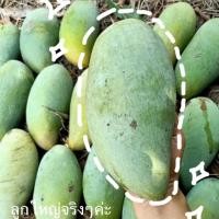 ราคา มะม่วง มะม่วงพันธุ์น้ำดอกไม้มัน มะม่วงดิบ มะม่วงมัน (5432520355)