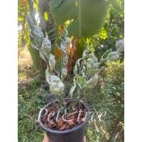 ราคา ต้นกวักเงินกวักทอง/นางกวักเรียกทรัพย์พร้อมกระถางไม้มงคลเรียกทรัพย์ฟอร์มสวยมากสินค้าพร้อมส่งราคาถูกสุดๆแพคดีส่งไว (12145300417)