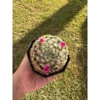 ราคา แมมขนนกเหลือง Mammillaria schiedeana ดอกสีม่วงเข้ม (24206848930)
