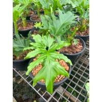 ราคา ฟิโลเดนดรอน ใบมะละกอ หรือ ฟิโลเดนดรอน เซลลอม (Philodendron Selloum) หรือ ฟิโลเดนดรอน ไบพินนาติ (23252653793)