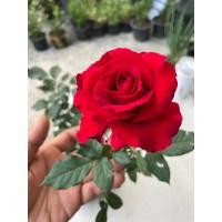 ราคา ต้นกุหลาบหลายสีหลายสายพันธุ์ กุหลาบพวง กุหลาบไร้หนาม กุหลาบมอญ กุหลาบหนู ได้ต้นตามตัวเลือก (29026378734)
