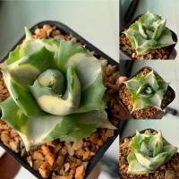 ราคา อากาเว่ด่างแคระ (Agave isthmensis Ohi Raijin variegata) ไม้อวบน้ำ จากเรือนแคคตัสสุราษฎร์ธานี (24015399350)