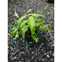 ราคา หญาแหย่แย้ ไม้มงคล กระถาง 6 " (26276777075)