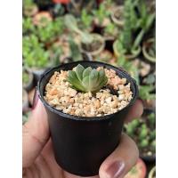 ราคา ฮาโวเทียหยดน้ำ ไม้หน่อ ส่งทั้งกระถาง (7257778602)