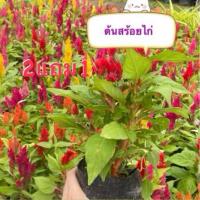 ราคา ต้นสร้อยไก่หรือต้นหงอนไก่ เป็นไม้พุ่มเตี้ย 2แถม1แตกกิ่งก้านสาขามาก เป็นไม้ใบเดี่ยวออกใบเป็นกลุ่ม (20796746311)
