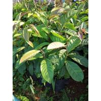 ราคา ต้นมันปูใบเขียวชะอุ่มสูง70-80ซม.ขั้นต่ำ3ต้นคละกับต้นอื่นได้ (8117704908)