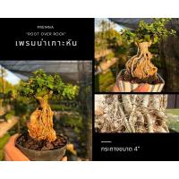 ราคา เพรมน่าเกาะหิน (ใบเขียว) root over rock bonsai กระถางพลาสติกขนาด 4 นิ้ว บอนไซจิ๋ว (17691630046)