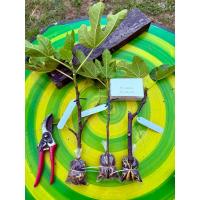 ราคา ชุดกิ่งตอน มะเดื่อฝรั่ง (28766417250)