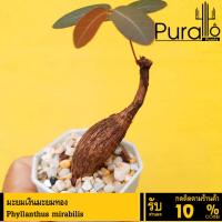 ราคา ต้นมะยม มะยมเงินมะยมทอง Phyllanthus mirabilis #ไม้โขด #มะยม #ไม้วางโต๊ะทำงาน #ฮวงจุ้ย (23149841407)
