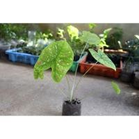 ราคา ต้นบอนสี สาวน้อยประแป้ง (ส่งแบบเปลือยราก) (5138225144)