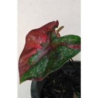 ราคา บอนสีนาม นางไหม #นางไหม #บอนสี บอนสีราชินีใบไม้ (13920127840)