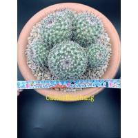 ราคา แมมนกฮูก Mammillaria perbella cactus (9054315157)