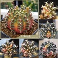 ราคา [ส่งฟรี✅]ไม้เมล็ดลูกซีเปียร์ ราคาพิเศษ ( Sepia’s seeding."Special Price" ) Gymnocalycium Mihanovichii Variegata seeding (9620072600)
