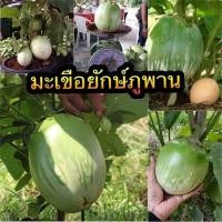 ราคา เมล็ดพันธุ์มะเขือเปราะยักษ์หยกภูพาน (40700187009)