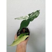 ราคา เงินไหลมาด่างขาว ไหลขาว (9177821570)