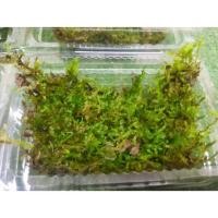 ราคา มอส ปูเสฉวนบก ร้านเราไม่ใส่ปุ๋ยและสารเคมี (5114850710)