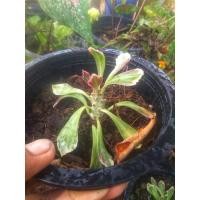 ราคา ว่านพญานาคราชในกระถาง5นิ้ว (3455909482)