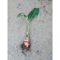 ราคา หน่อ กล้วยตานี หน่อละ 59 บาท กล้วยตานี ราชินีแห่งกล้วย กล้วยที่รับประทานได้ ผลสุกมีสีเหลือง เนื้อมีรสหวาน (29971836050)