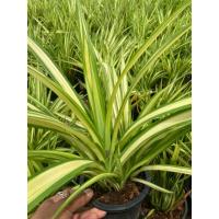 ราคา ต้นเตยด่าง เตยทองไม้มงคล (6“) (44205856516)