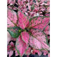 ราคา ต้นอัญมณีแดง อโกลนีมา ไม้มงคล จำหน่ายพร้อมกระถาง4 นิ้วค่ะ (15624731312)