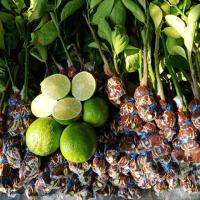 ราคา กิ่งพันธุ์มะนาว ตาฮิติ ไร้เมล็ด (4117068656)