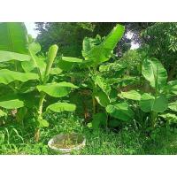 ราคา หน่อกล้วยน้ำว้าพันธุ์พระราชทาน(เตี้ย), กล้วยด่าง (3293642020)