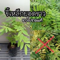 ราคา ต้นพันธุ์ขี้เหล็กยอดขาว15บ.ยอดขาวแท้หายากมากขมน้อยอร่อย (14092298089)