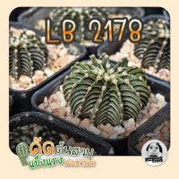 ราคา ต้นยิมโน LB2178 ตัวแท้ ( ต้นกระบองเพชร Gymnocalycium mihanovichii LB2178 Agua Dulce ) ต้นแคคตัส❤️ (8563066777)