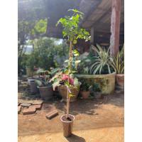 ราคา กิ่งตอนแก้วเจ้าจอมพันธุ์10ใบ(6+4) แบบตัดแต่งกิ่งแล้ว (28082271311)