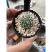 ราคา แม่เฒ่า แมมแม่เฒ่า กระบองเพชร (5151605788)