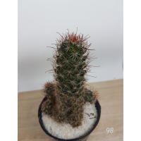 ราคา ต้นกระบองเพชร-แมมหนามตะขอแดง-50 บาท (5472529799)