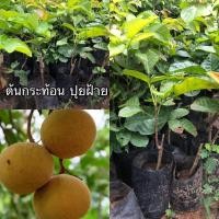 ราคา ต้นกระท้อนปุยฝ้าย ลักษณะต้นสวยปลูกลงดินติดง่าย (40016987150)