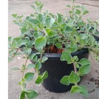 ราคา ต้นออริกาโน่ ต้นพันธ์ุออริกาโน่ กระถาง 8นิ้ว (10300888050)