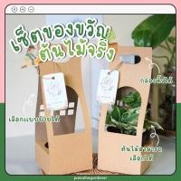 ราคา ต้นไม้ ของขวัญ Set ของชำร่วย ของขวัญ งานแต่ง ต้นไม้พร้อมกล่องกระดาษหูหิ้ว ของชำร่วยต้นไม้ (17799559466)