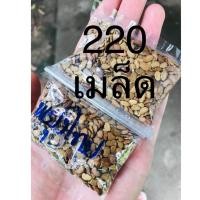 ราคา เมล็ดพะยูงไทย พะยูง ไม้เศรษฐกิจ (4636527162)