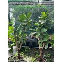ราคา ต้นไทรใบสัก ต้นใหญ่ ชุดนี้เป็นไม้ขุดล้อม ความสูง 1.2-2เมตร ระบบรากสมบูรณ์ ใบใหม่เริ่มแตกดีแล้ว พร้อมลงปลูกได้เลย (23587063938)