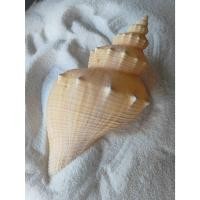 ราคา เปลือกหอยสังข์ทองใหญ่สะสม (44210766436)