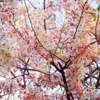 ราคา 15 เมล็ด ดอกคูน ดอกคูณ ดอกราชพฤกษ์ ดอกสีชมพู (42122782881)