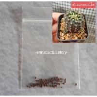 ราคา เมล็ดแคคตัส กระบองเพชร เฟรเลีย กราเลียน่า (9147801848)