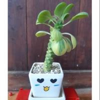 ราคา ต้นพญานาคราชด่าง กระถาง4นิ้ว (4841857205)