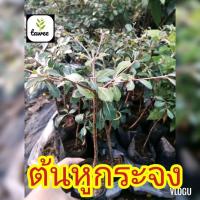 ราคา ต้นหูกระจง ต้นแผ่บารมี ไม้มงคล​ หูกระจง​ ต้นหูกระจง (8065765054)