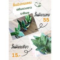 ราคา ลิ้นมังกรแคระด่าง ลิ้นมังกรแคระเขียว ไม้ฟอกอากาศ ของต้องมี ช่วง PM2.5 เสริมดวงชาวราศีเมษ กระถาง3 นิ้ว ชอบแดดรำไร (4871579423)