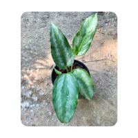 ราคา ว่านกวักพระพรหมป่า (Schismatoglottis sp.) (13042649853)